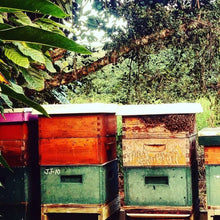 Load image into Gallery viewer, Kahalu`u Gold Raw Tropical Farm Honey (2020/2024)Good Food Awards National Winner)