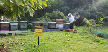 Load image into Gallery viewer, Kahalu`u Gold Raw Tropical Farm Honey (2020/2024)Good Food Awards National Winner)