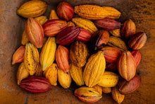 Load image into Gallery viewer, Single-origin 100% Hawaiian Cocoa Bean (sold by pound) (1-19 lbs)