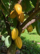 Load image into Gallery viewer, Single-origin 100% Hawaiian Cocoa Bean (sold by pound) (1-19 lbs)