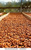 Single-origin 100% Hawaiian Cocoa Bean (sold by pound) (1-19 lbs)