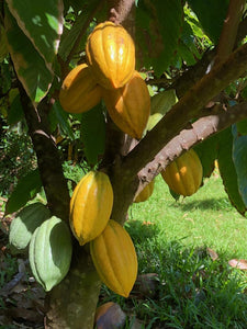 Single-origin 100% Hawaiian Cocoa Bean (sold by pound) (1-19 lbs)